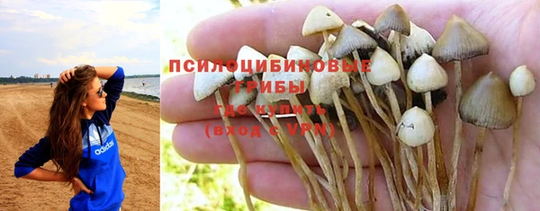 прущие грибы Абаза